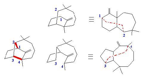 saslongifo2
